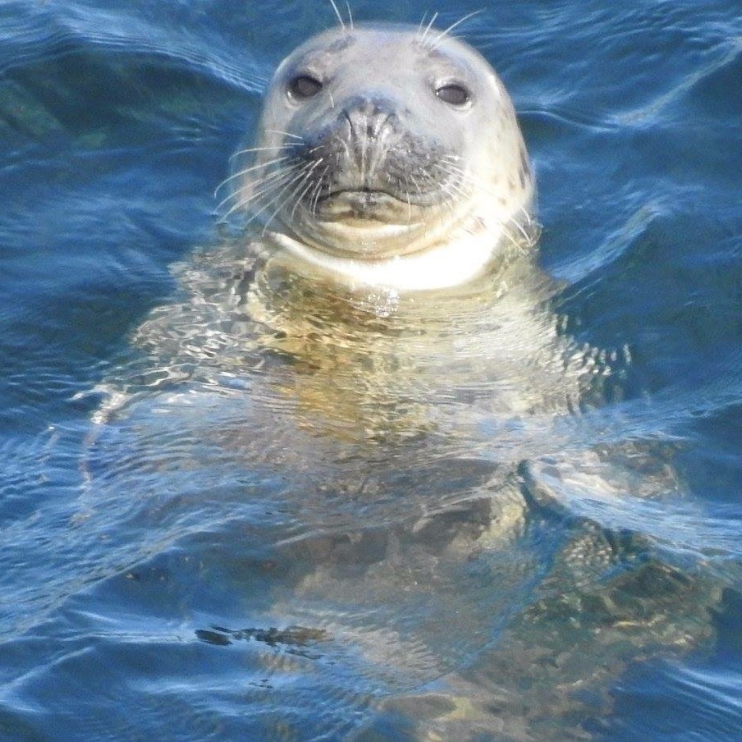 Bowgie Inn tweet media