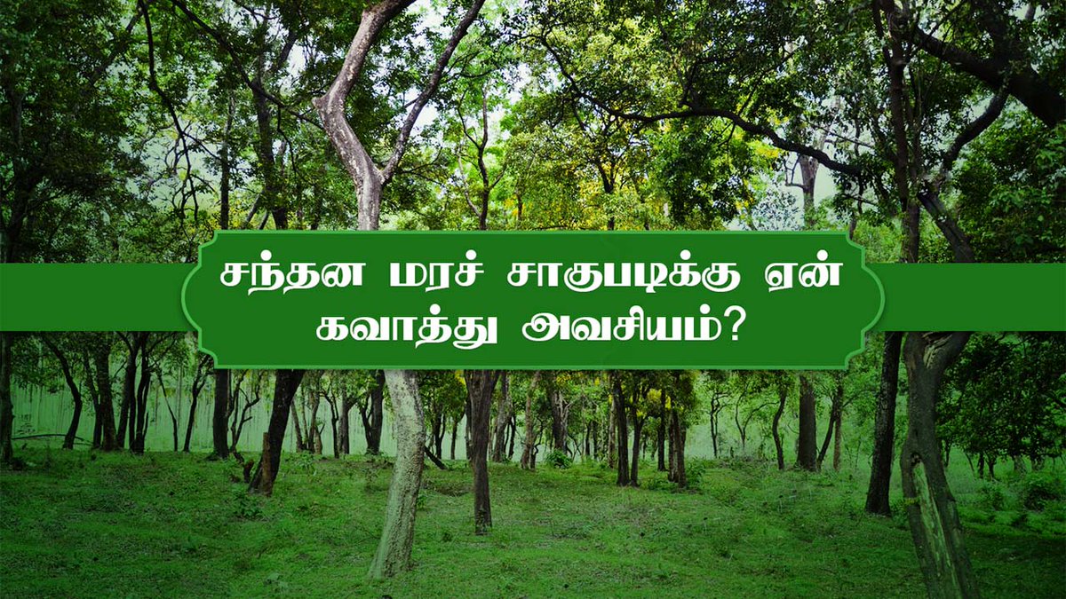 vetryorg's tweet image. சந்தன மரச்  சாகுபடிக்கு  ஏன் கவாத்து அவசியம் என்பதை விளக்குகிறார்  முனைவர் பாலசுப்பிரமணியன் அவர்கள்.

To Watch The Full Video - youtu.be/GqRRmnniREI

@TRSivaram1

#sandalwood #planting #treegrowing #VanathukkulTirupur #Vetry #Treepur #Tirupur #ngo
