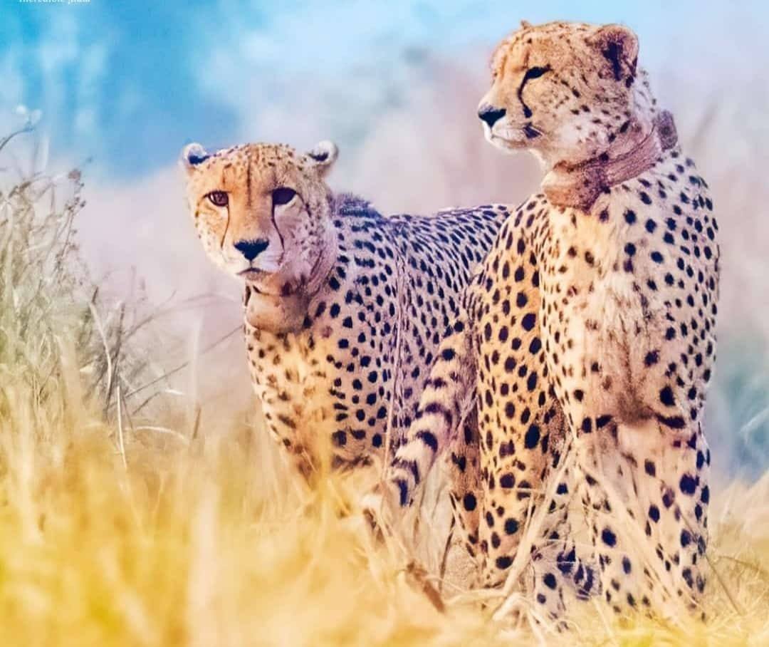 minforestmp's tweet image. फ्री रेंजिंग एरिया में एल्टन और फ्रेडी
---
#श्योपुर जिले के कूनो नेशनल पार्क के जंगल में दक्षिण अफ्रीका से लाए गए जुड़वां चीते एल्टन और फ्रेडी को बड़े बाड़े से फ्री रेंजिंग एरिया में छोड़ दिया गया है।

#CheetahStateMP
#JansamparkMP