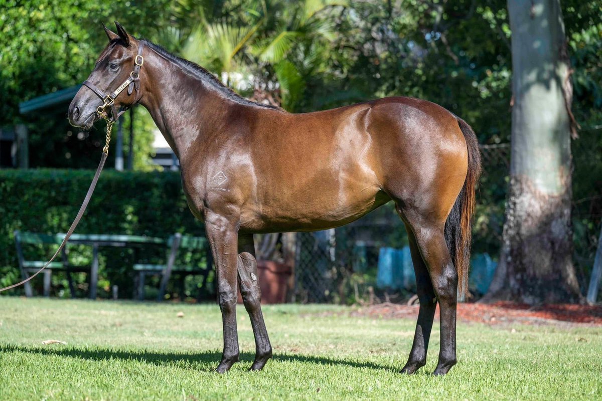 Battersracing's tweet photo. Can lightning strike twice!! ⚡️⚡️ 
We have the pleasure of training “party for two’s” full sister 
I wonder what her race name could be 😉
Special mention to @TelemonThoroug1 for there helping hand in her coming to us
@ladbrokescomau @QldBreeders @tabcomau @TelemonThoroug1 https://t.co/JxywQj0kQ1