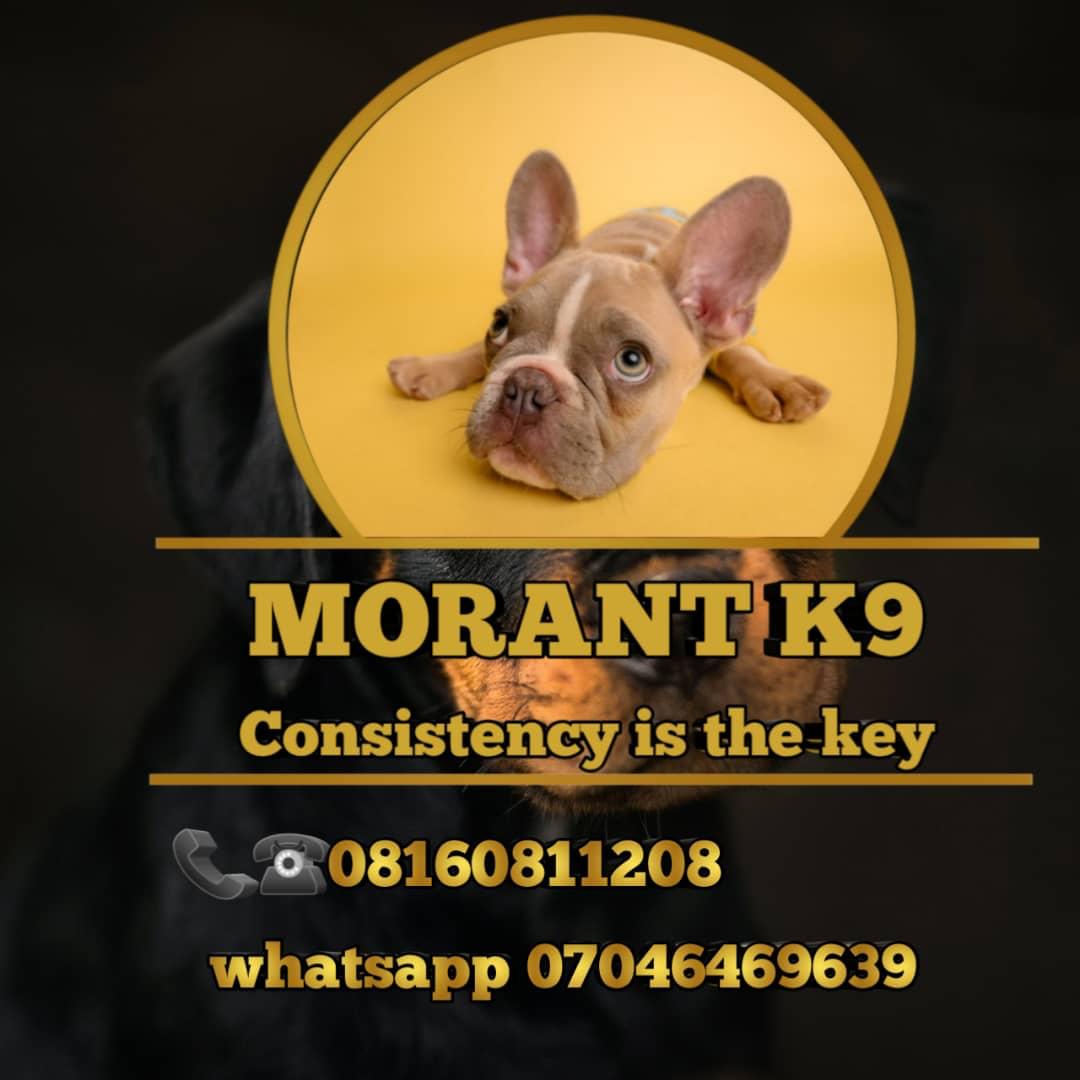 williams_jacob1's tweet image. We are your pet plug.we deal in getting you the best of the best breed of your favorite dog.🐕.
@daily_trust
@ManLikeIcey
@_spiriituaL @_VALKlNG @AishaYesufu  @asorockcantalk1 @basket_mouth @blacksherif_ @DanielRegha @Ekitipikin 
@PulseNigeria247 @MobilePunch @Naija_PR