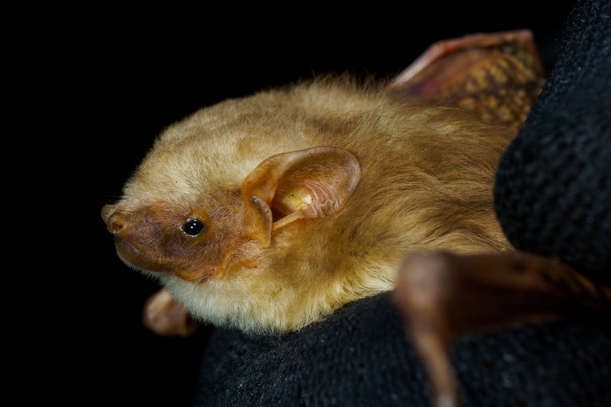 Laura Torrent 🦇 tweet media