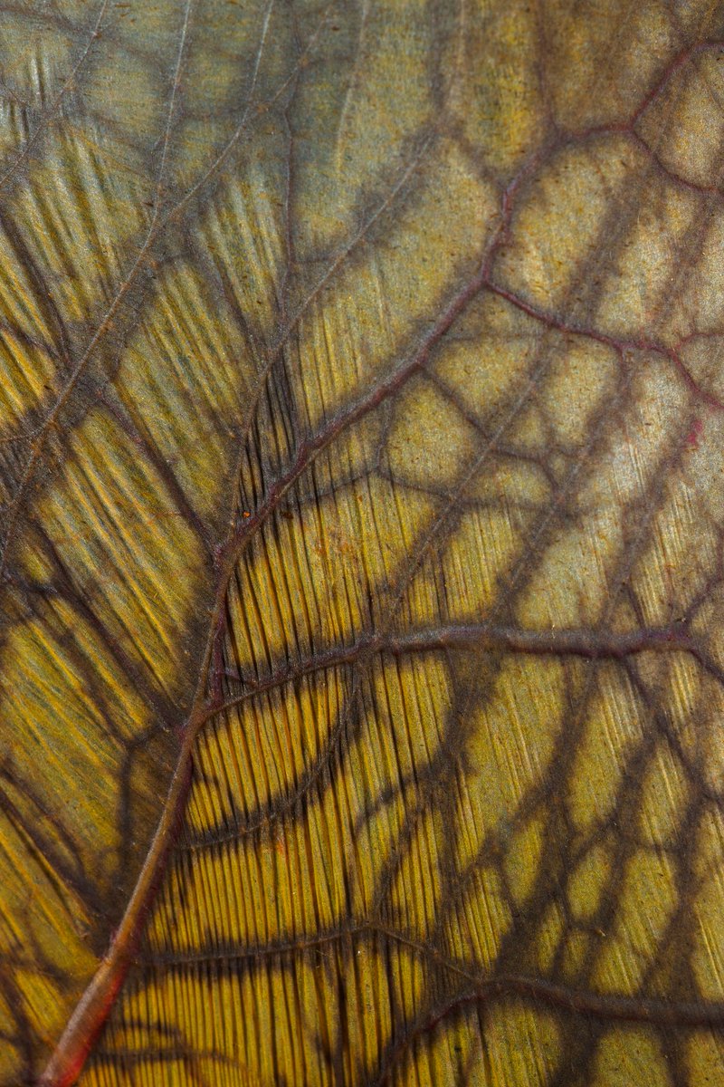 Laura Torrent 🦇 tweet media