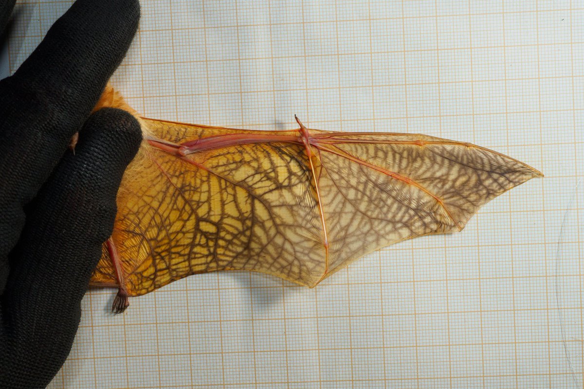 Laura Torrent 🦇 tweet media