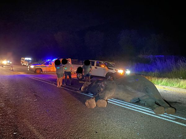 _ArriveAlive's tweet photo. Light delivery vehicle crashes into an elephant on the R71, Limpopo https://t.co/cm1EL7K85k #ArriveAlive #Animals #Elephant @TheEWT @TransportLimCom https://t.co/Fw0nUqrjXt