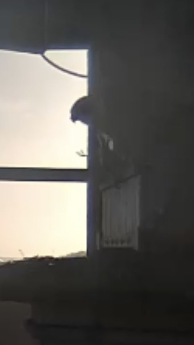 Concordmoose's tweet image. Enjoying watching this peregrine falcon falconing up her breakfast as I wait 4 mine after taking hydrocortisone. Thinking about the adrenaline she used to catch it. Her body filling itself &amp;amp; processing now, down the road. The feet of her bird prey stretched out. #naturespatterns