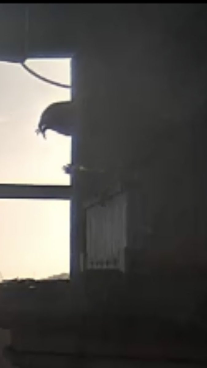 Concordmoose's tweet image. Enjoying watching this peregrine falcon falconing up her breakfast as I wait 4 mine after taking hydrocortisone. Thinking about the adrenaline she used to catch it. Her body filling itself &amp;amp; processing now, down the road. The feet of her bird prey stretched out. #naturespatterns