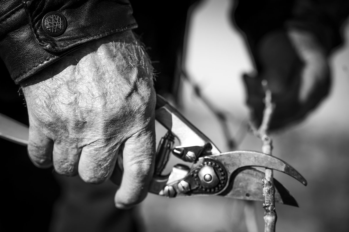 Dentro de las pequeñas grandes historias que rodean a la viña, hay personas que son una eterna fuente de inspiración por los valores que nos transmiten. Como, por ejemplo, la de Marcos Llorente. valores.almacarraovejas.com/sostenibilidad/