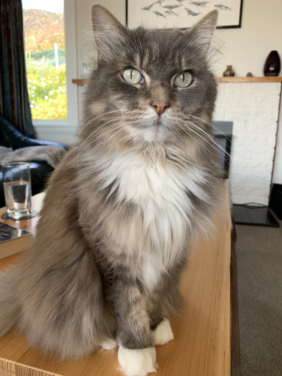 Hello friends, Fay here.
Join me as I host Whiskers and Wine at Wobbly Boot Vineyard on April 2
A fundraiser for my feline pals at Southern Tas Cat Rescue