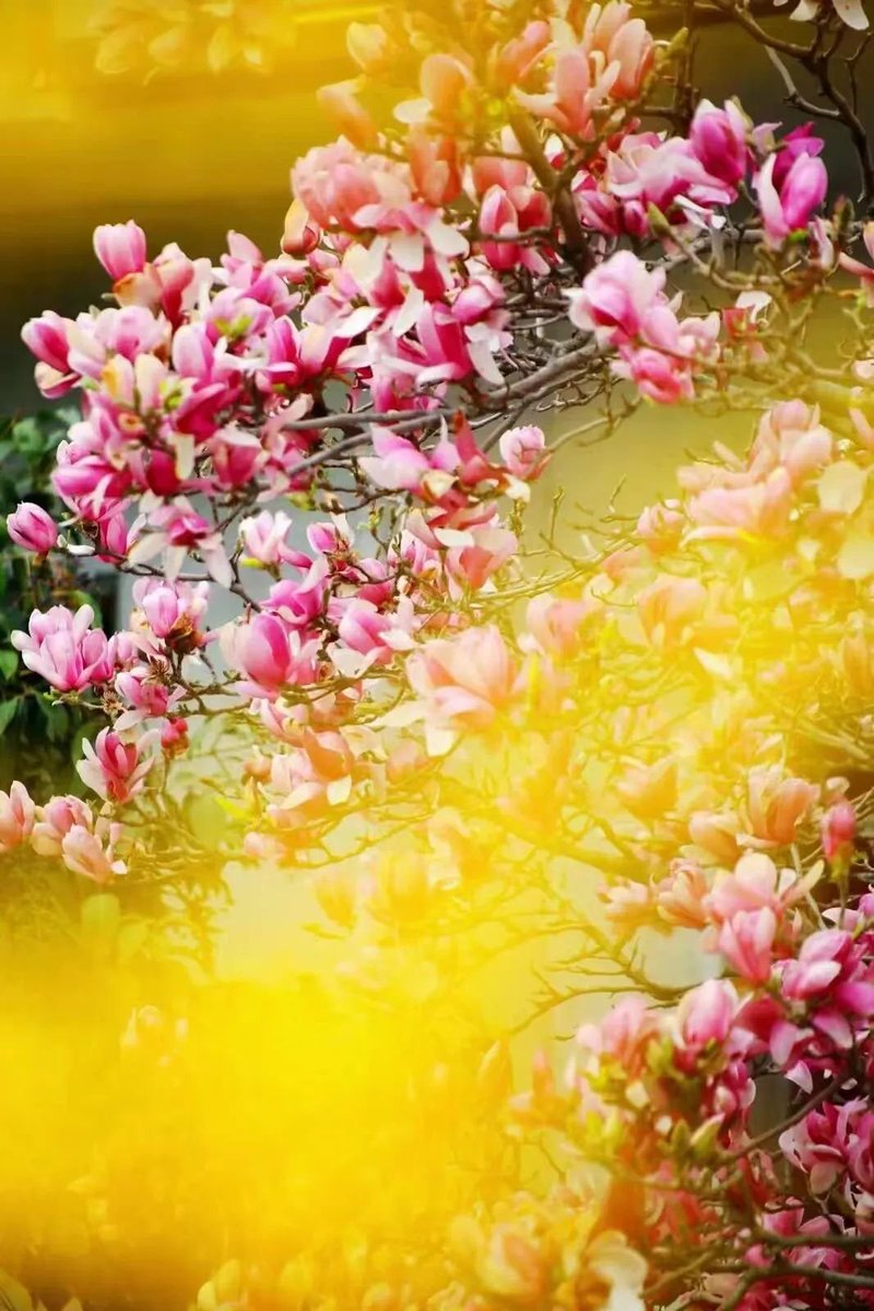 LinyiOfficial's tweet photo. #Spring has brought stunning sights to #Linyi. Pink plum and magnolia flowers are in full bloom, creating a floral wonderland. What a breathtaking display of nature's beauty! #SpringInLinyi https://t.co/1McEJ6F4vx