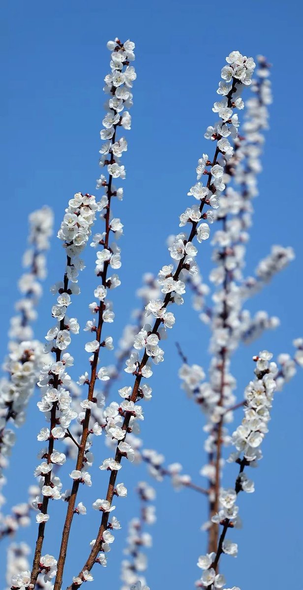 LinyiOfficial's tweet photo. #Spring has brought stunning sights to #Linyi. Pink plum and magnolia flowers are in full bloom, creating a floral wonderland. What a breathtaking display of nature's beauty! #SpringInLinyi https://t.co/1McEJ6F4vx