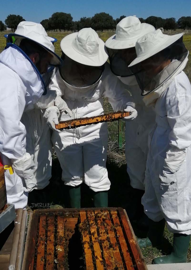 IfapaJunta's tweet photo. 🐝Los alumnos de @VeterinariaUCO que realizan las prácticas tutelas en el #IFAPA continúan su formación con una visita al colmenar del centro Hinojosa del Duque (#Córdoba) para la revisión e identificación de las principales enfermedades apícolas.

#IFAPAforma #apicultura #abejas https://t.co/rweMhuZyRV