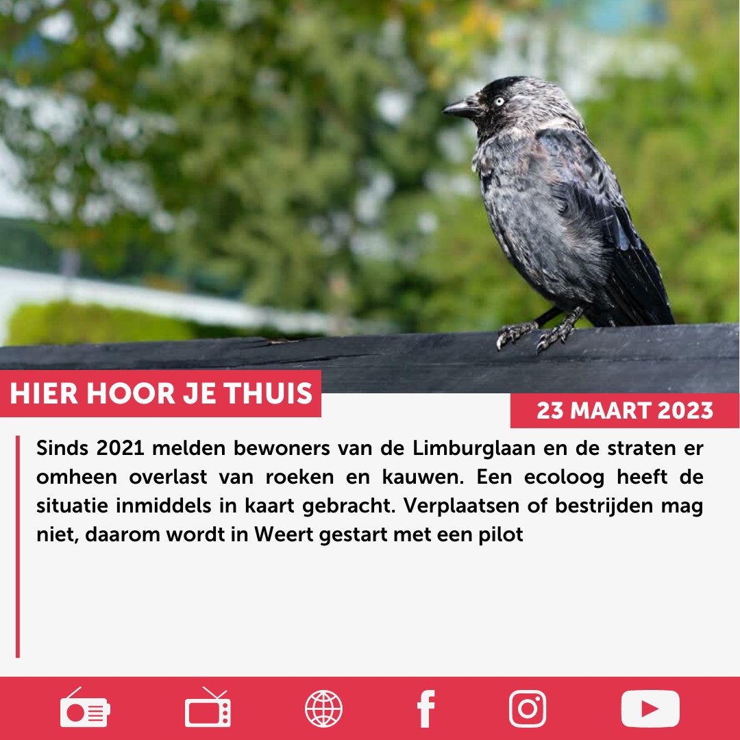 In Weert gaat de overlast van roeken en kauwen in omgeving van de Limburglaan worden aangepakt. Verplaatsen of bestrijden mag niet, daarom wordt in de gemeente gestart met een pilot.

Lees het gehele artikel via WeertFM.nl