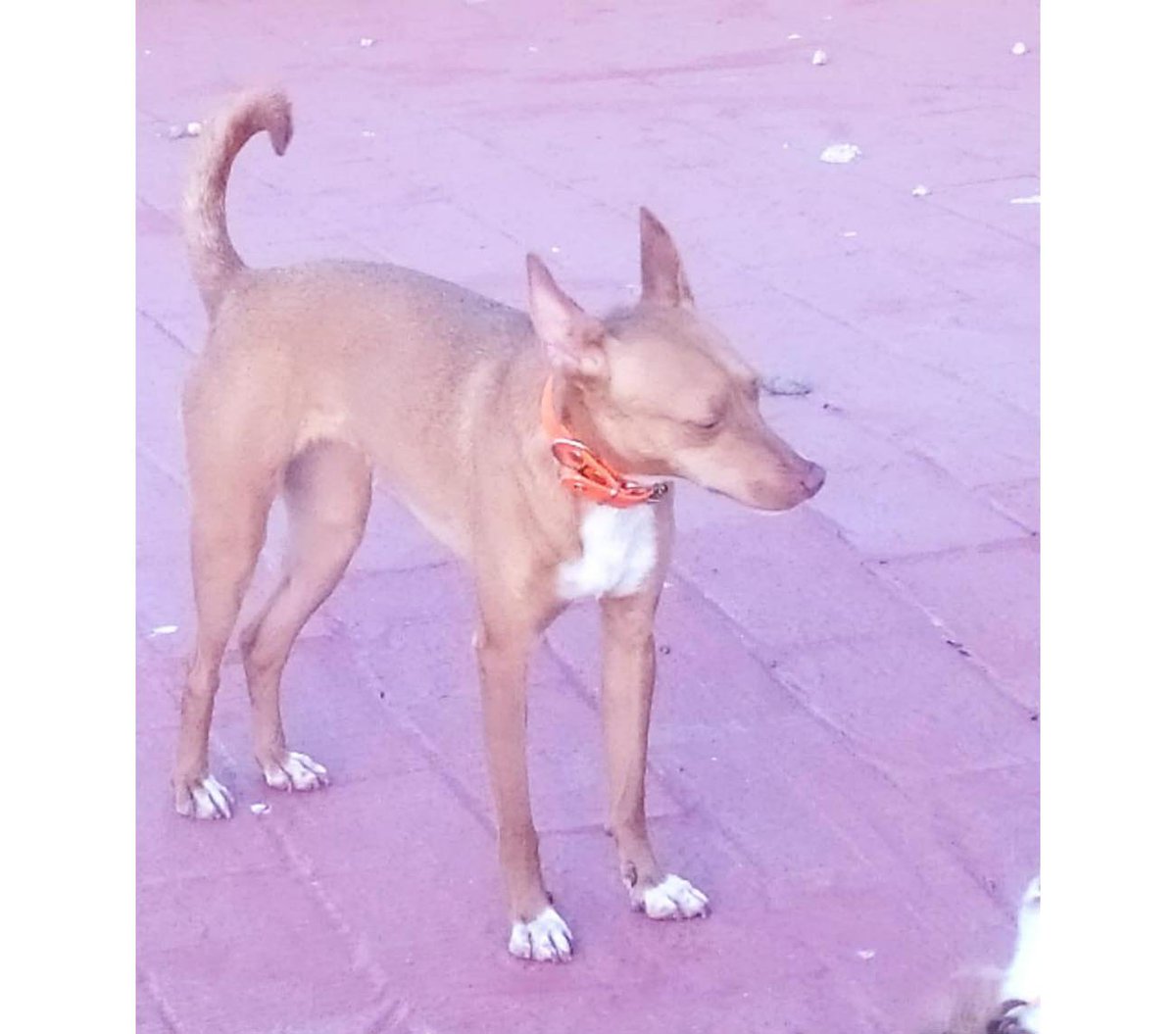 SE BUSCA A Jara PERRA perdida PODENCO ANDALUZ el día 22-03-2023 en la localidad de Sevilla (Sevilla) -> buscomiperroperdido.com/perro-perdido/…