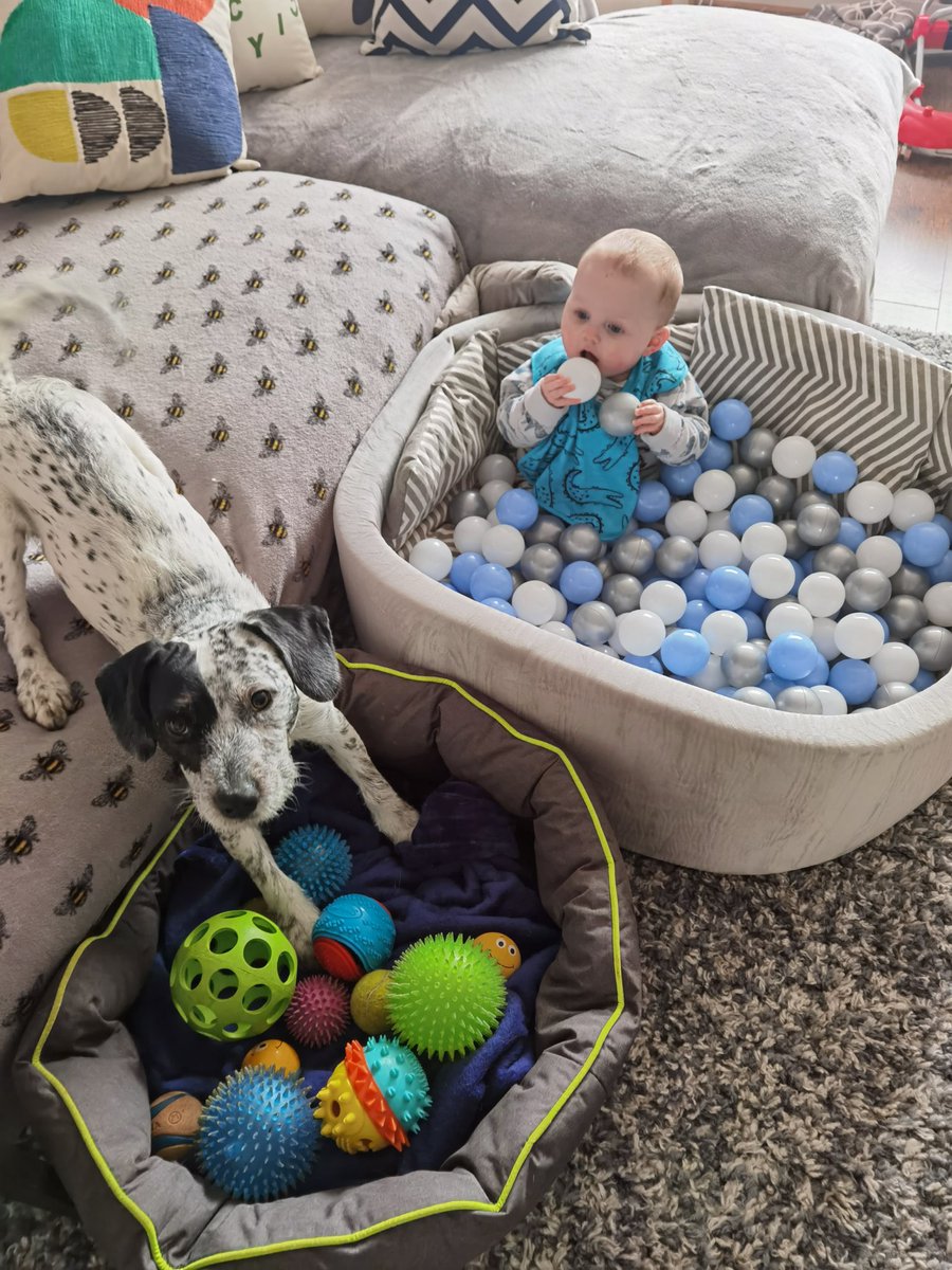 Kaicrtr's tweet photo. @AldiUK It's Marlo again, back with his best bud.. Ps ball pool is from Aldi 😜 https://t.co/B6NFbWGlcl