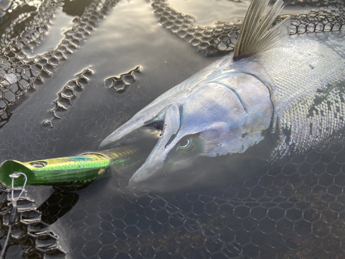 ayumu_2152's tweet image. 今季一発目一本目🌸

続いてくれることを祈ってます^ ^
#AIRITY 
#DAIWA  
#タッチアンドトライキャンペーン 
#ima 
#sasuke 裂空