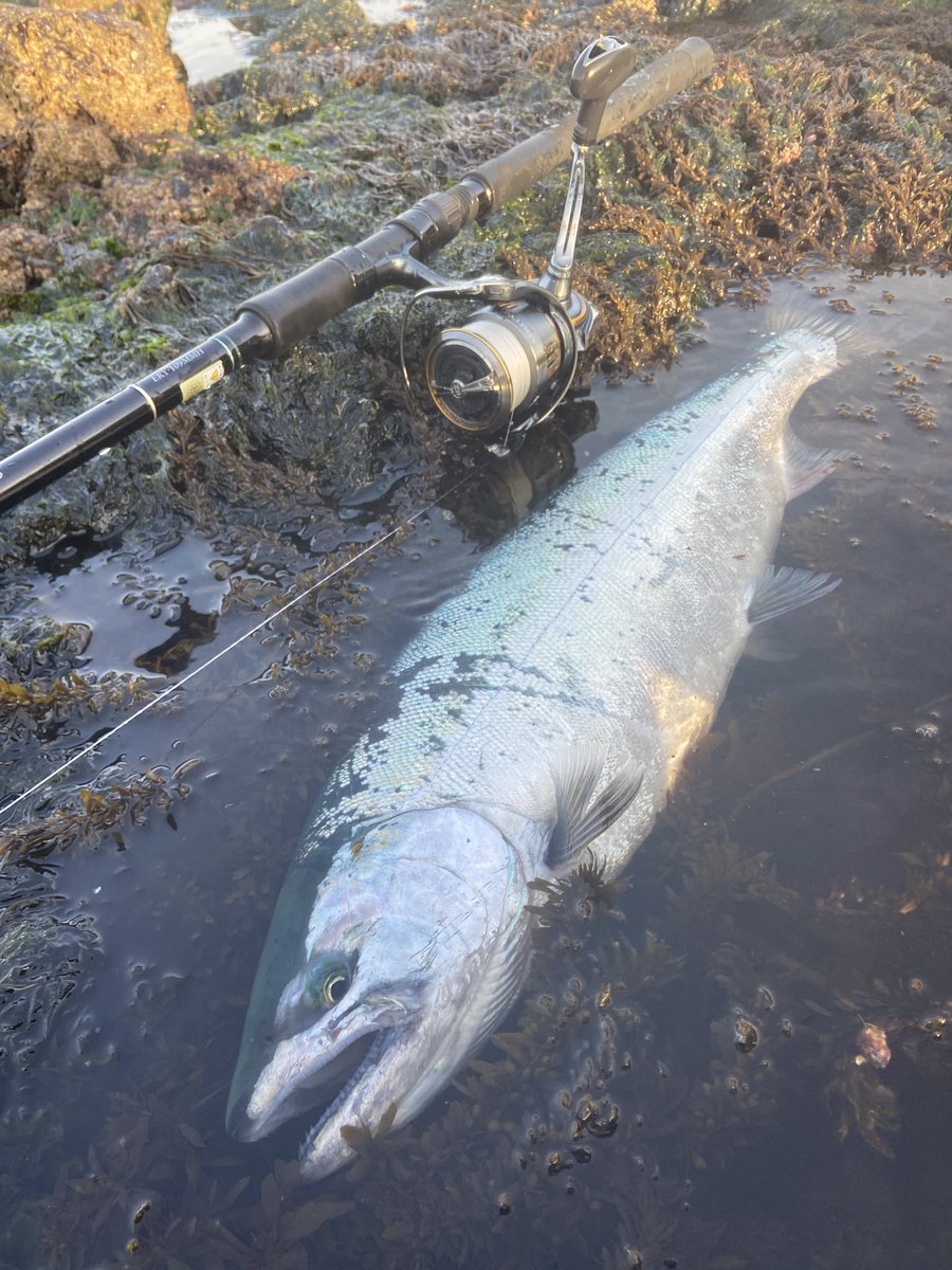 ayumu_2152's tweet image. 今季一発目一本目🌸

続いてくれることを祈ってます^ ^
#AIRITY 
#DAIWA  
#タッチアンドトライキャンペーン 
#ima 
#sasuke 裂空