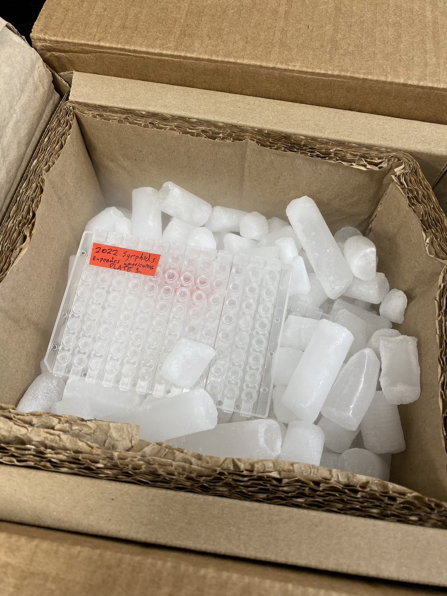Second years’ worth of hover fly samples sent off for sequencing! These plates represent several months and hundreds of hours collecting and extracting DNA from over 350 specimens from west coast, east coast, and Canada! Now to focus on bioinformatics…#radseq #populationgenomics