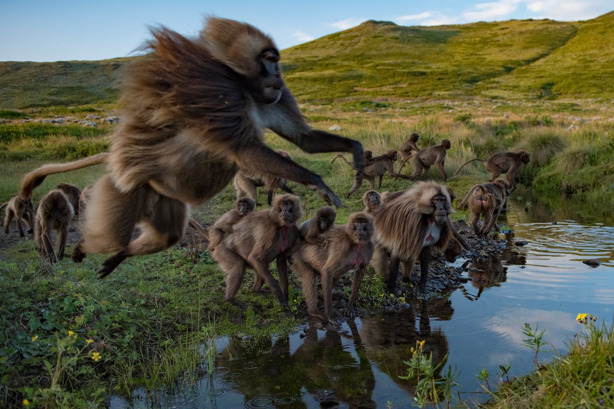 Journal of Animal Ecology (@animalecology) on Twitter photo Consumer drones and machine learning enables research of group living animals, from zebras to gelada monkeys, in their natural social and environmental context at sub-meter and sub-second resolution. <a href="/ben_koger/">Ben Koger</a> <a href="/adwait_d/">Adwait Deshpande </a> <a href="/jgraving/">Jake Graving</a> <a href="/BlairRCostelloe/">@BlairCostelloe.bsky.social</a> <a href="/icouzin/">Iain Couzin</a>
doi.org/10.1111/1365-2… Consumer drones and machine learning enables research of group living animals, from zebras to gelada monkeys, in their natural social and environmental context at sub-meter and sub-second resolution. <a href="/ben_koger/">Ben Koger</a> <a href="/adwait_d/">Adwait Deshpande </a> <a href="/jgraving/">Jake Graving</a> <a href="/BlairRCostelloe/">@BlairCostelloe.bsky.social</a> <a href="/icouzin/">Iain Couzin</a>
doi.org/10.1111/1365-2…