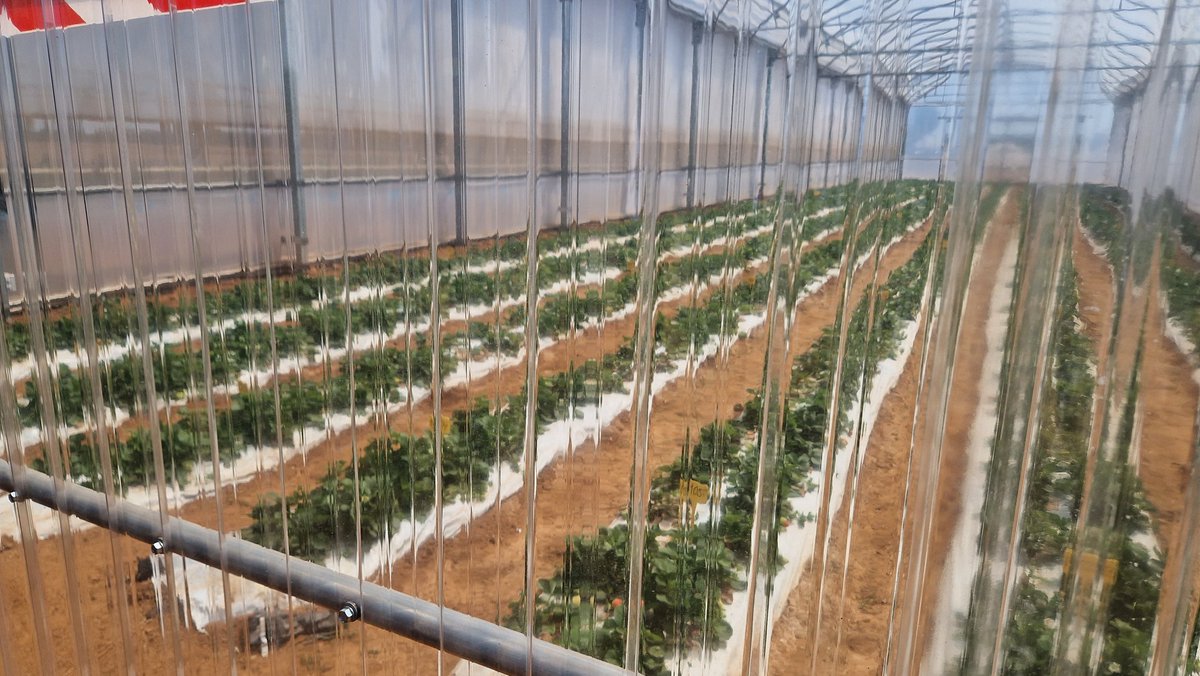 Bayer4CropsES's tweet photo. Conocemos la zona de invernaderos en nuestro centro de I+D de Brenes 🍓 🍅
Los ensayos de nuevas materias activas duran hasta 10 años, en los cuales no sólo se mide la efectividad, también su impacto en fauna auxiliar, polinizadores y medioambiente.
#️⃣ #DatosBayer2023 https://t.co/wFOps6r2Ra