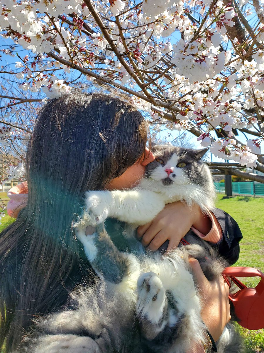 elly_lakes's tweet photo. On Sunday we did Hanami under the same tree as last year, when Mr. Fuzzy was still a kitten, and I was unaware of what was waiting for me. So many things can change in just one year! We should try to enjoy the small things in life 🌸
#ellylakes #InsideJapan #hanami #MrFuzzy https://t.co/z9eV0d9NnO