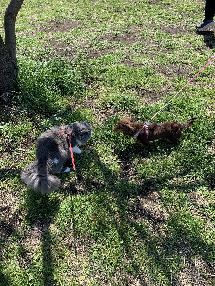 elly_lakes's tweet photo. On Sunday we did Hanami under the same tree as last year, when Mr. Fuzzy was still a kitten, and I was unaware of what was waiting for me. So many things can change in just one year! We should try to enjoy the small things in life 🌸
#ellylakes #InsideJapan #hanami #MrFuzzy https://t.co/z9eV0d9NnO