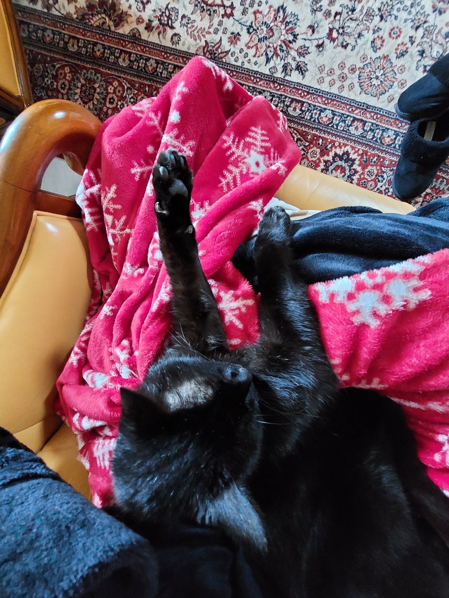 whatthewitchsay's tweet photo. He works for his food now. #OnlyPaw https://t.co/QufWeTmws4