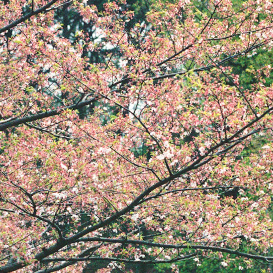 A𝓸𝓯A🇨🇦 tweet media