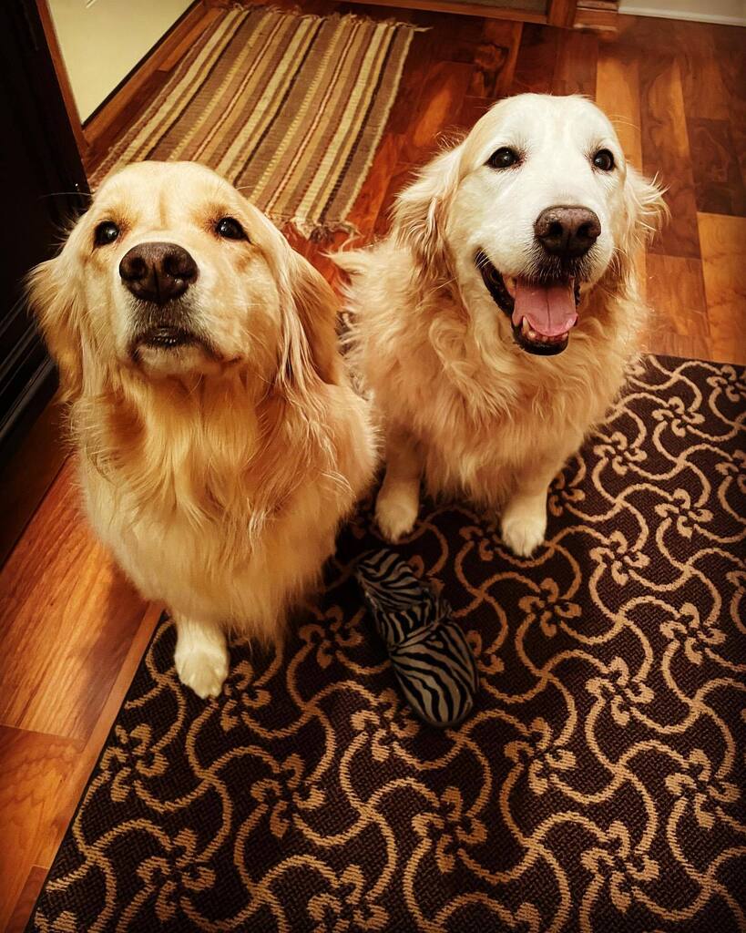 EricCook's tweet photo. It’s National #PuppyDay today! Celebrating #TheCookDogs and remembering that not too long ago these two blonde beauties were little fluffball nuggets themselves. #goldenretriever #spoiledgoldens https://t.co/ikEB1VXYE0 https://t.co/lnfWz1fOcJ