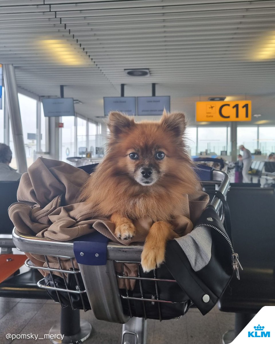 Happy international puppy day to our four-legged travel companions. 🐾🐶🧳 Share your puppy's most memorable travel moment with us in the comments. #KLM #InternationalPuppyDay #TravelWithPets