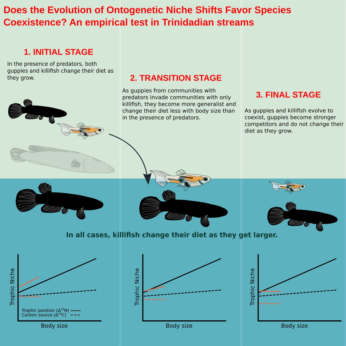 A new paper on species coexistence and ontogenetic niche shifts in Trinidadian streams is out now! We tested a theory on how species reduce interactions and promote coexistence through trophic shifts. Check out our findings in <a href="/AnimalEcology/">Journal of Animal Ecology</a> tinyurl.com/2e6mjbnd