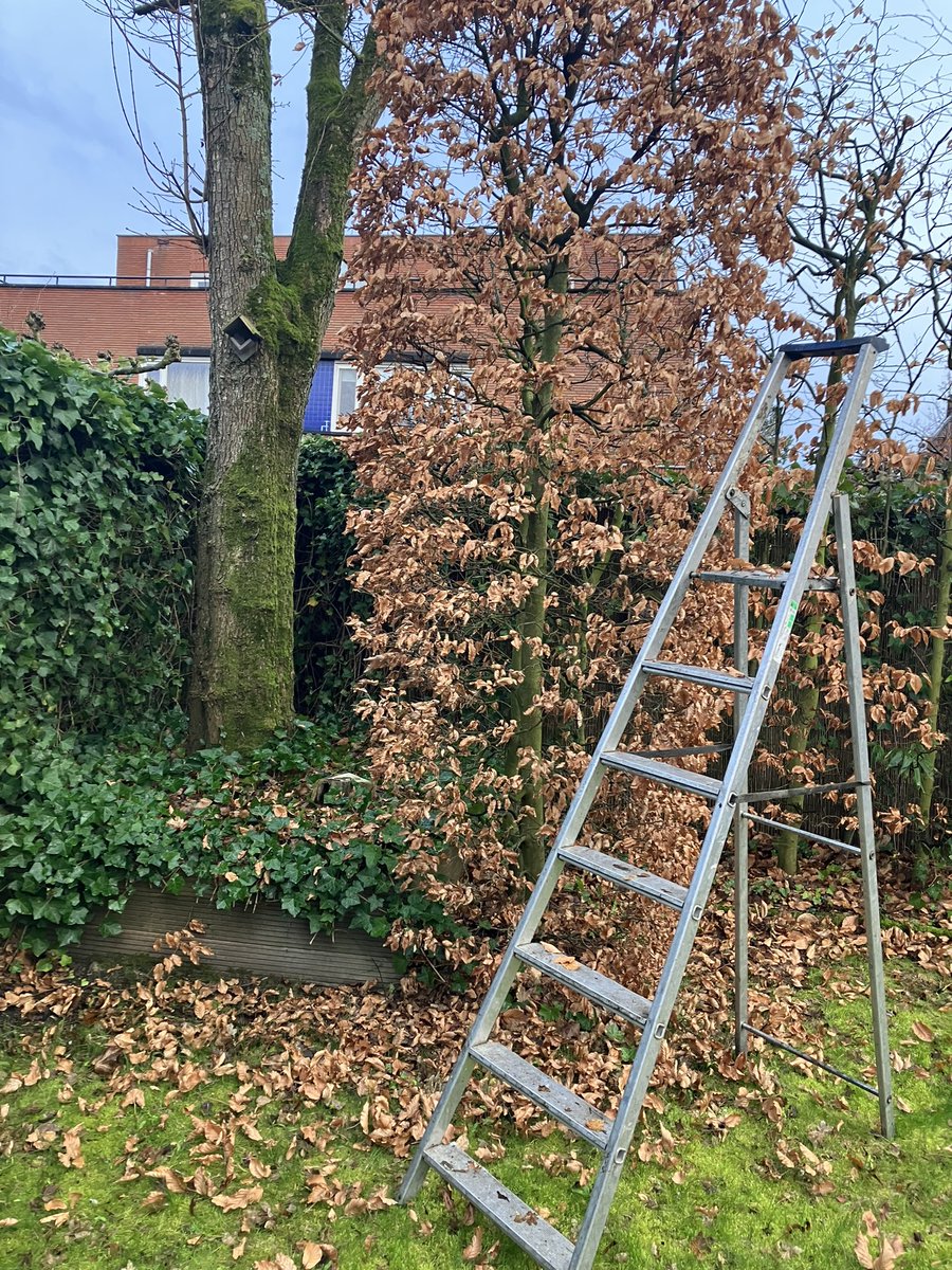 BeautifulGarde1's tweet photo. #beuken snoeien #snoeiwerkzaamheden in Oosterhout #groenonderhoud #voorjaarssnoeiwerk https://t.co/JGnWQ4dMj6