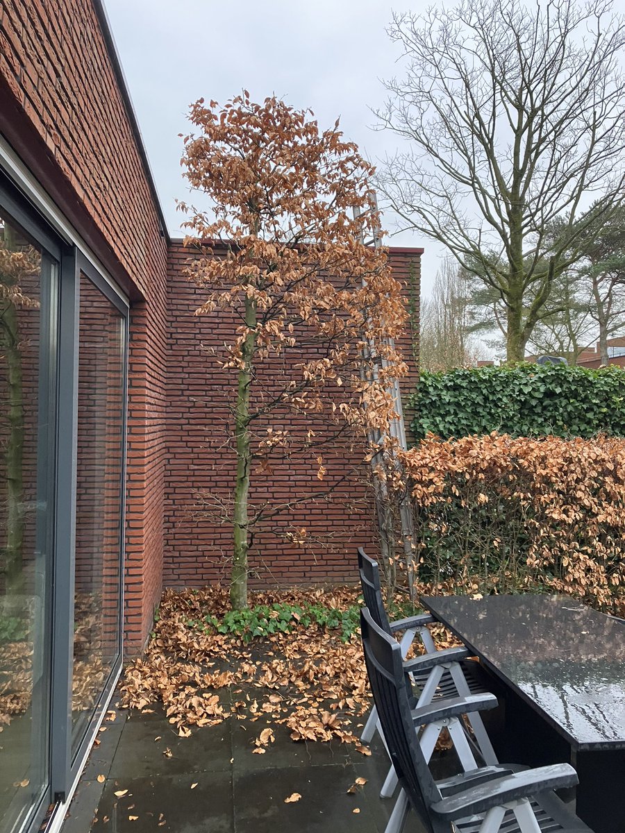 BeautifulGarde1's tweet photo. #beuken snoeien #snoeiwerkzaamheden in Oosterhout #groenonderhoud #voorjaarssnoeiwerk https://t.co/JGnWQ4dMj6