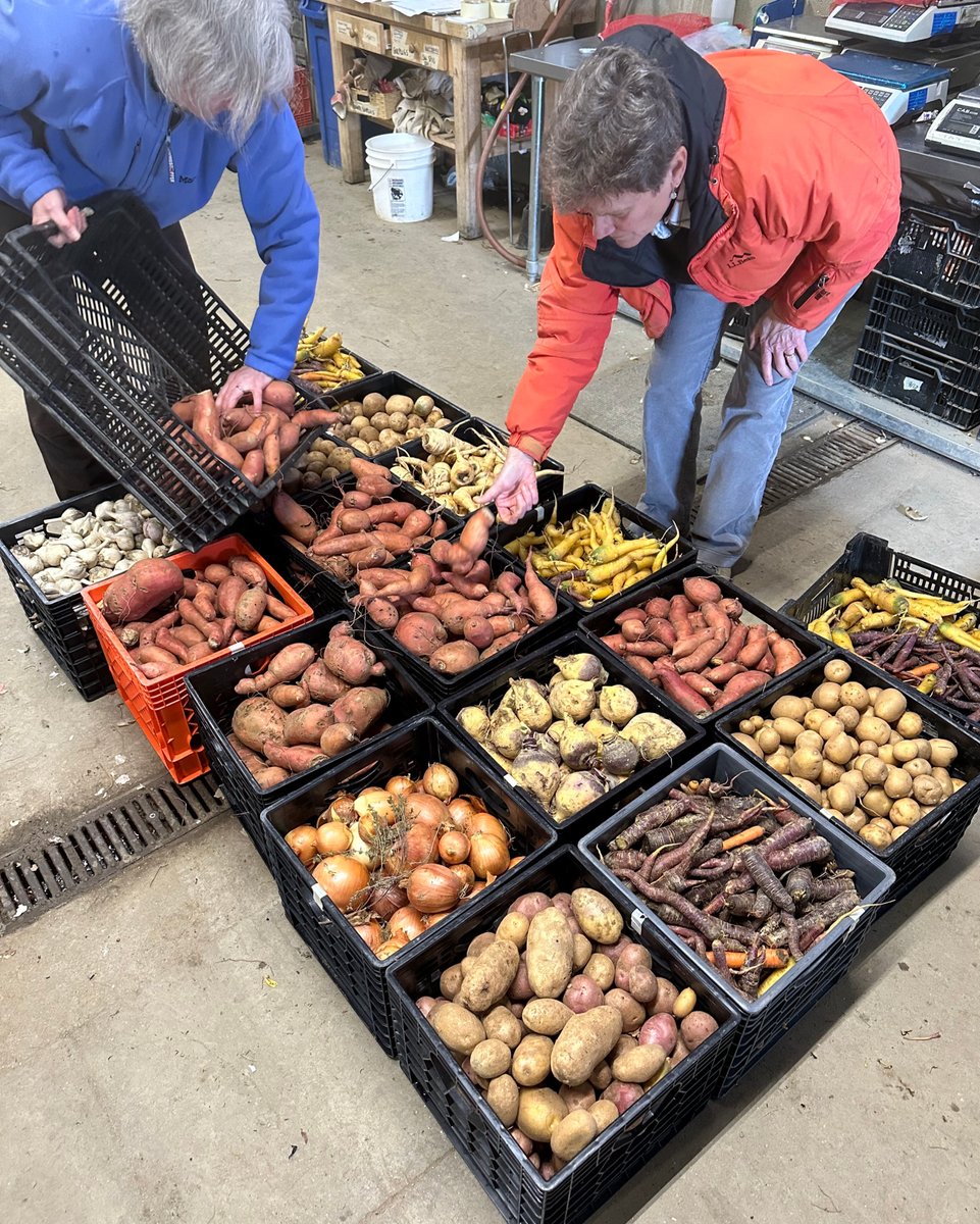 MidCoastHunger's tweet image. Beautiful colorful winter veggies gleaned from Goranson Farm! 🥔 🥕 🍠 
#FeedingMaine #MainersHelpingMainers #SupportYourCommunity #FoodForAll #CommunityLove #Maine #MaineLife #MidcoastMaine