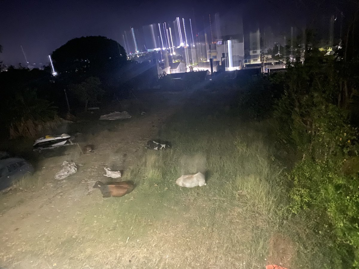 Esas vacas me tienen el patio de hotel, llegan en la noche comen, duermen y antes de las 6:30 se van! Pensé que el pelao’ las iba alcanzar a saludar… (foto tomada a las 5:30am) #vacasmadrugadoras