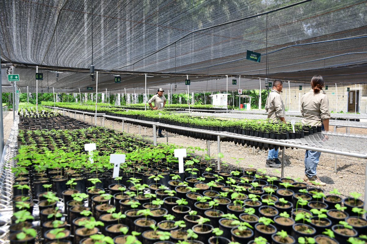 Urragenerador's tweet photo. Con esta área, instalada en nuestra estación Las Guartinajas, buscamos
mejorar la conectividad que permita a la fauna circundante a nuestros proyectos
energéticos desplazarse al bosque existente, con extensión al área natural
protegida más cercana: Parque Paramillo⤵️ https://t.co/MMMsoKegma