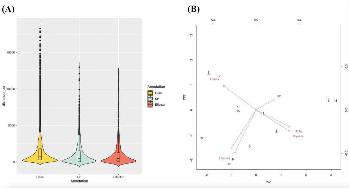 SiolySioly7's tweet photo. #GenomicCompartmentalization has been shown in C. graminicola. #MiniChromosomes contain fewer #genes, but more #RepeatElements and #hypotheticalProteins compared to #CoreChromosomes. https://t.co/6dm9mo2kt1
