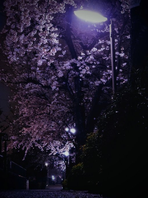 夜桜四重奏🌸#桜 #夜桜 #春#ファインダー越しの私の世界 #キリトリセカイ 