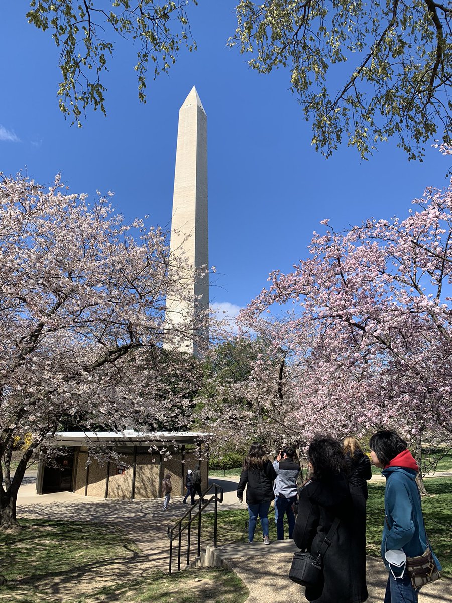 So beautiful being in Washington DC during peak bloom 🌸 #CherryBlossFest #SpringItOn