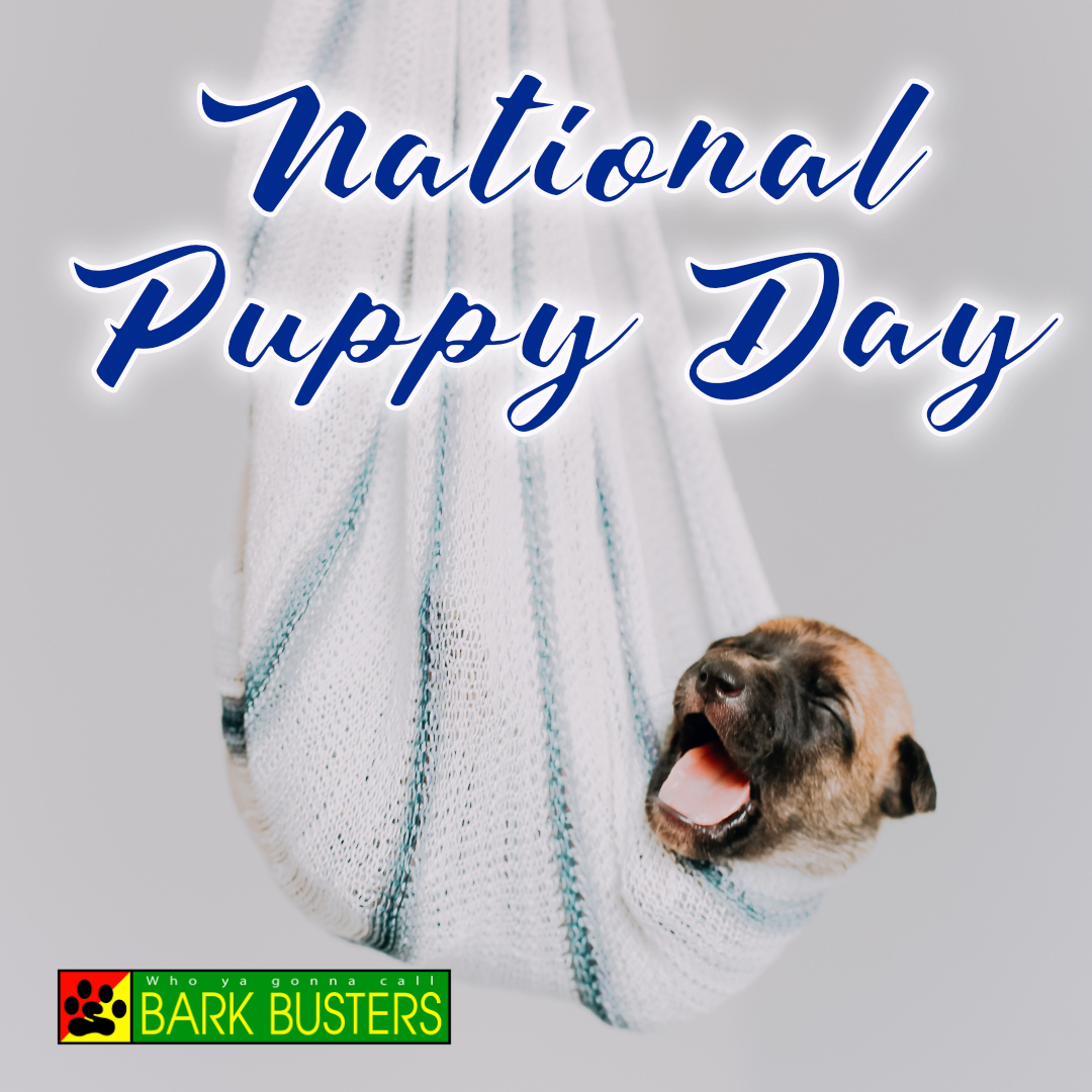BarkBusters's tweet photo. National Puppy Day is a wonderful day! Give your pups some extra love, and if you are planning in adding a new furry family member, be sure you are working with a reputable breeder or rescue/shelter. https://t.co/vXFVldple9