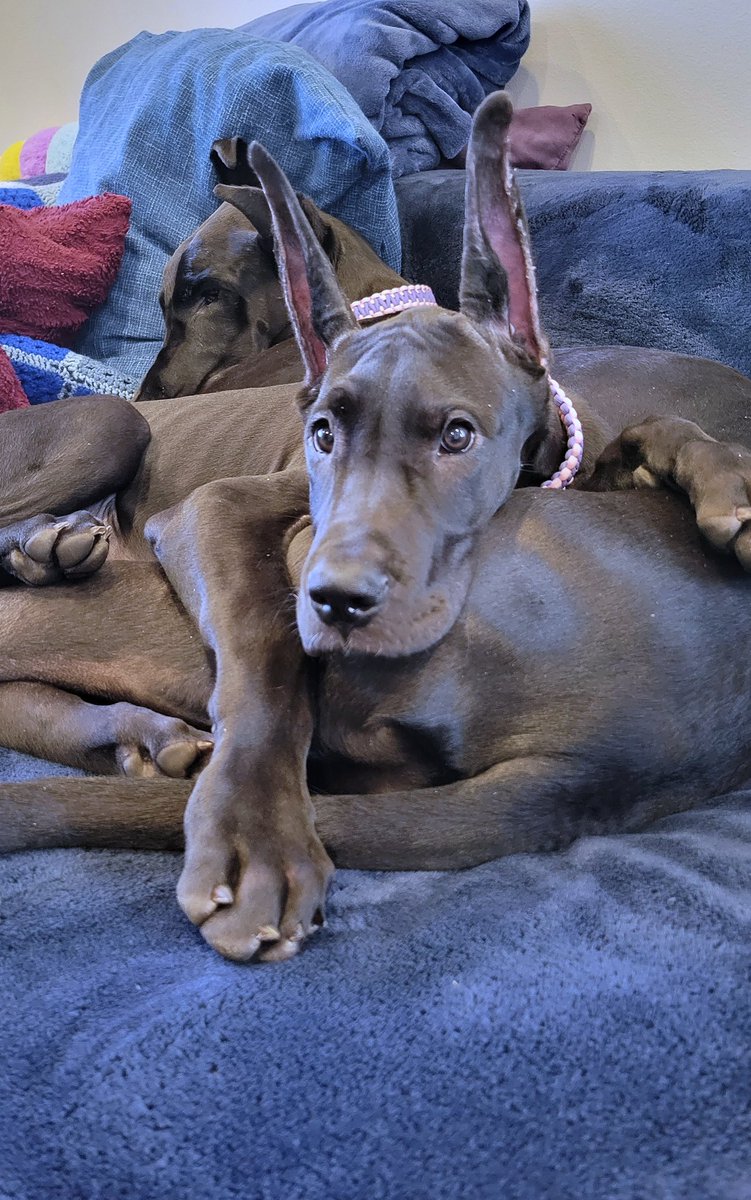 macfrattonphoto's tweet photo. @breakfasttv Lilith is comfy right here on her sister https://t.co/pga90GajeF