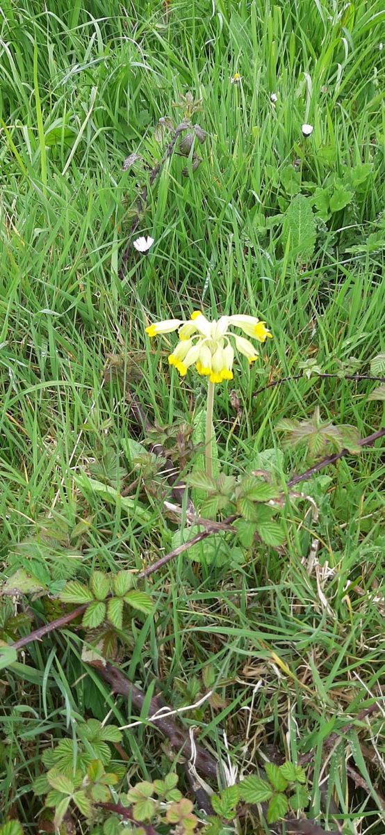 Maureen Tully tweet media