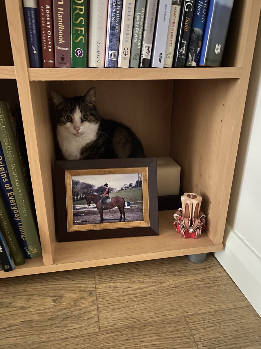 carol199's tweet photo. Happy Gotcha Day Tabitha! I’ve had this adorable wee munchkin for 2 years today❤️Pic of the first day with me when she was so overwhelmed she tried to hide behind a photo frame 🥺 #BestKitty #HappyGotchaDay #Tabitha #Sweetie #Love https://t.co/IomOwmf7Rw