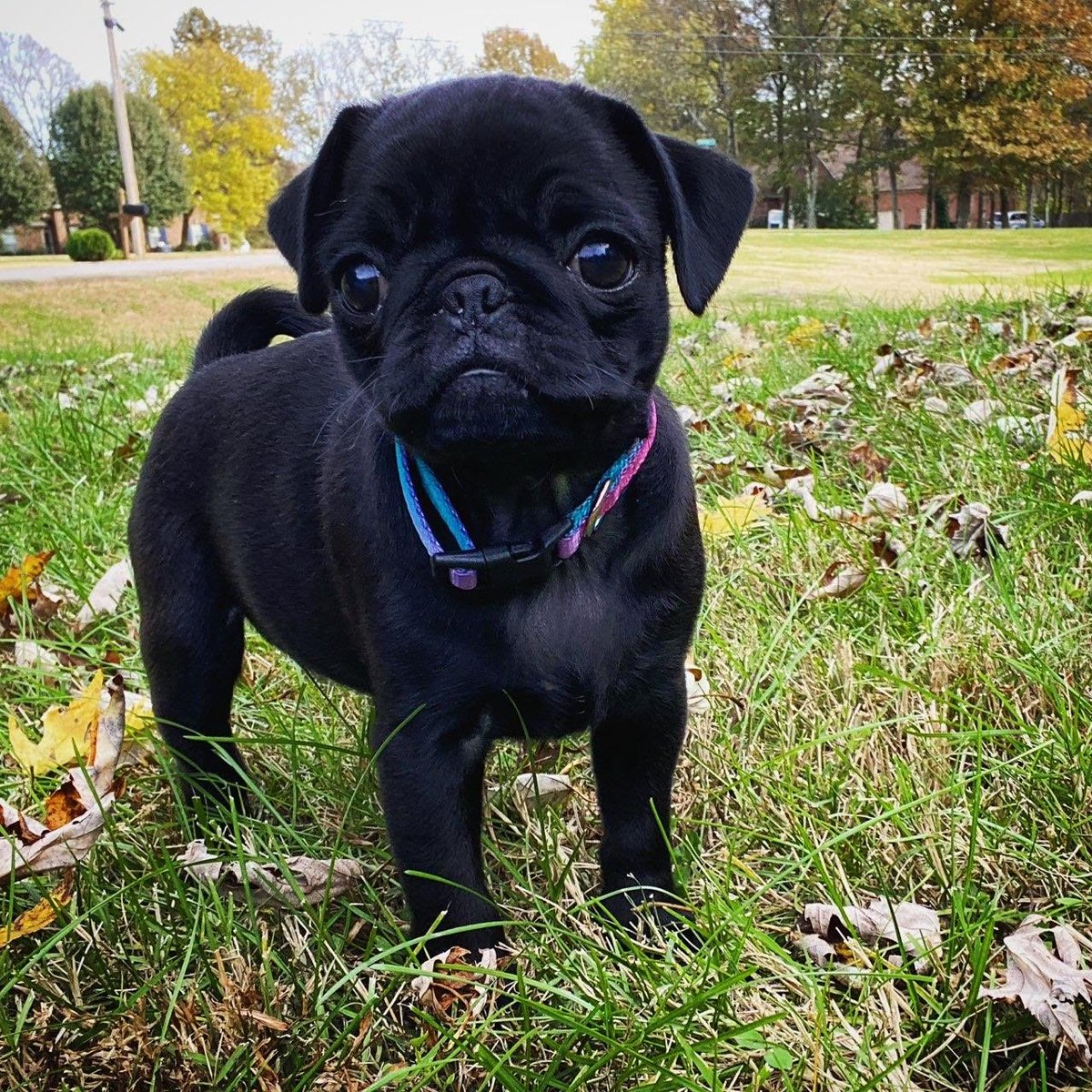 Howdy y’all 👋 🦴 🐾#dolly #throwbackthursday #pugpuppy #puglover #blackpug #pugsoftwitter