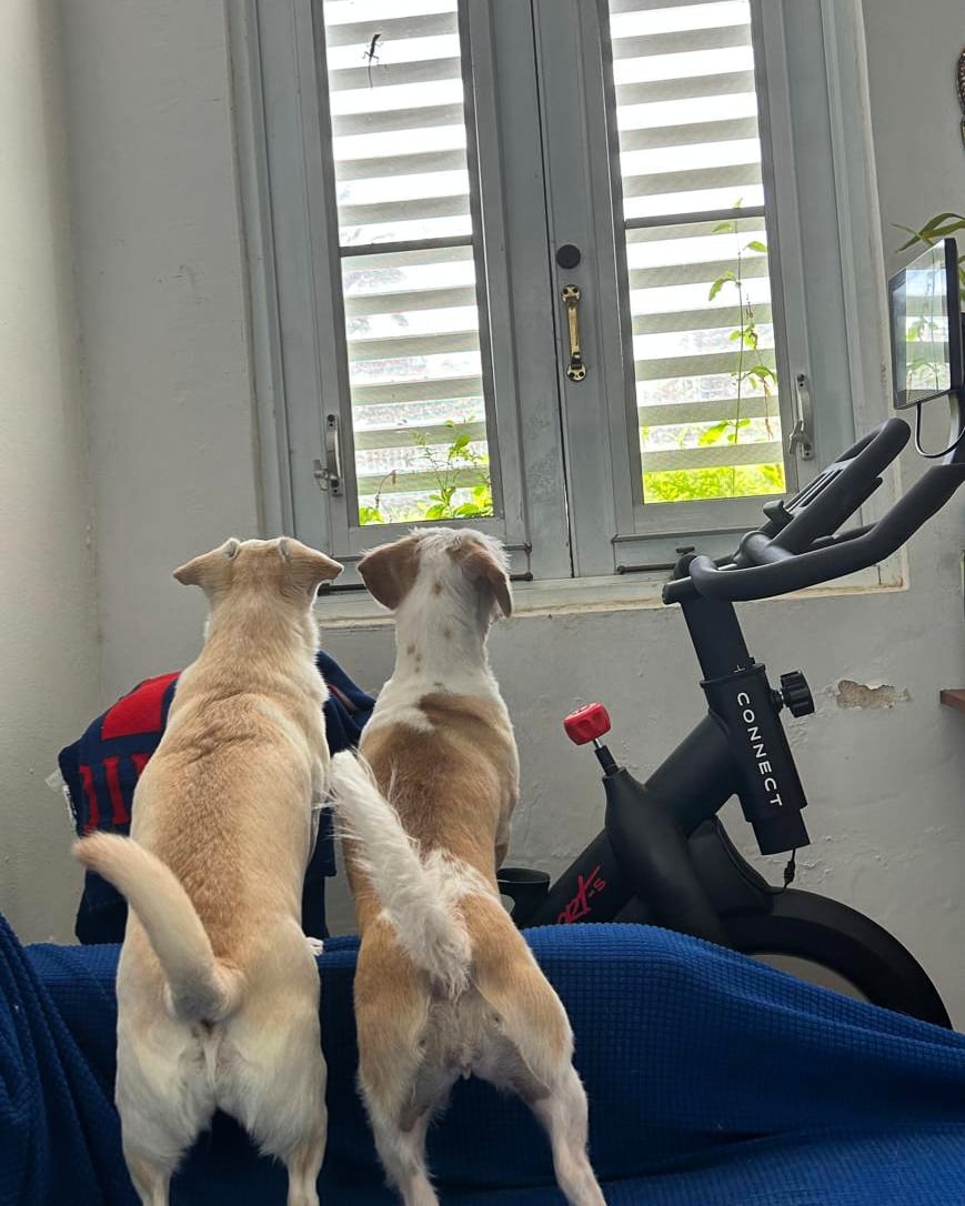 Michelle Brava tweet media