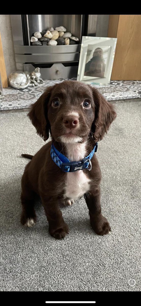 BATESPAUL1's tweet photo. @VodafoneUK Buddy the Sprocker. https://t.co/lARRNQXuoT
