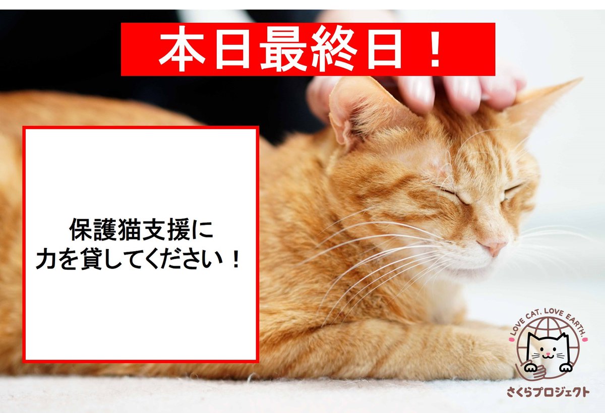 lionpetcat1's tweet photo. ／
#さくらプロジェクト 最終日🐈🌸
＼
https://t.co/Z7W2FfW5PI
#保護猫支援 のため始まったさくらプロジェクトも
本日最終日！
#猫の命を救いたい #殺処���ゼロ を実現したい
#動物好き #猫好き の皆さま、どうか力を貸してください！
#拡散RT希望 https://t.co/T0Xpw8u2zy