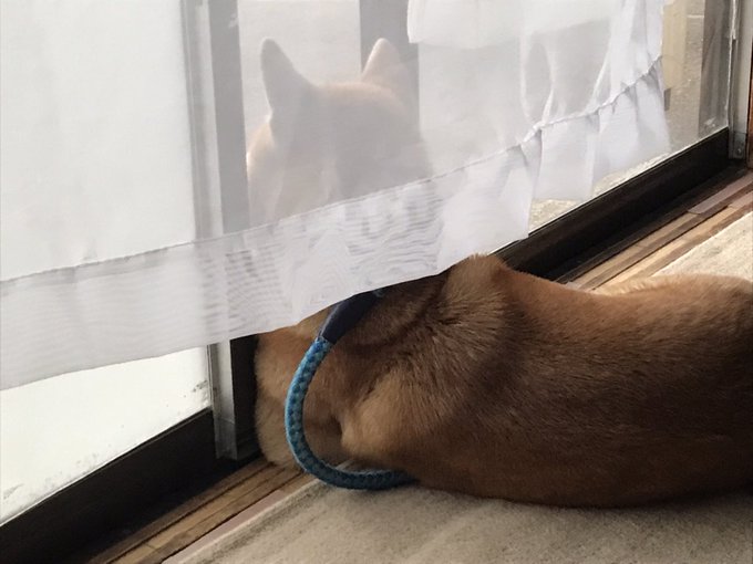 今日もお外の監視 