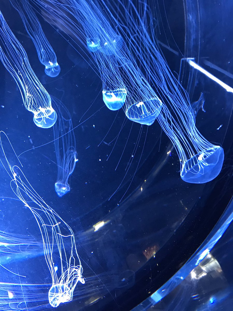 Roma_612's tweet photo. 水族館！！友達と！！！！！ https://t.co/9XBpZKS9WL