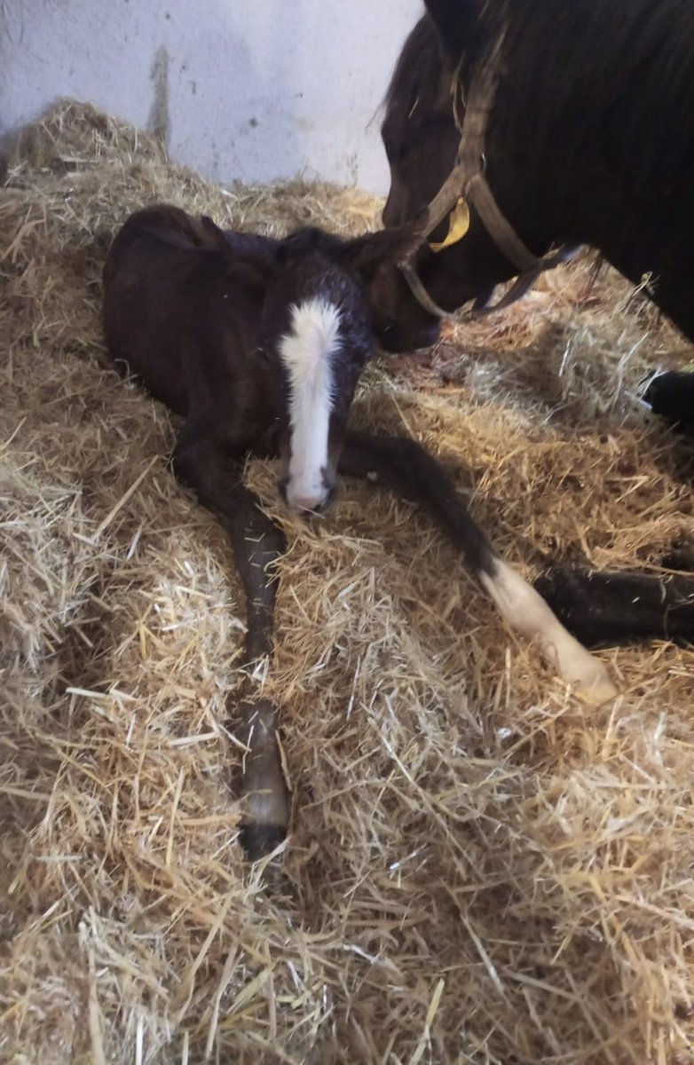 続々とメールドグラース産駒が誕生していますね👍派手顔の子が多くなりそうですね☺️ 